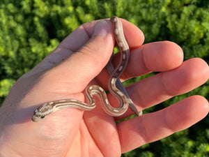 Baby Black Motley Corn Snake