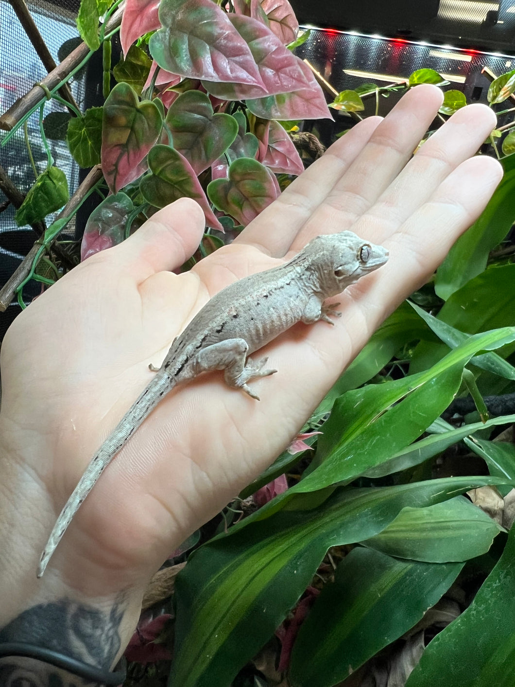 Juvenile Striped Gargoyle Gecko