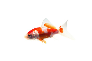 Feeder Goldfish - In Store Only