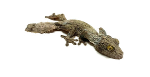 Juvenile Mossy Leaf-tailed Gecko (Male)