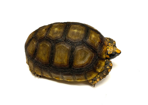 5”-6” Yellow Foot Tortoise