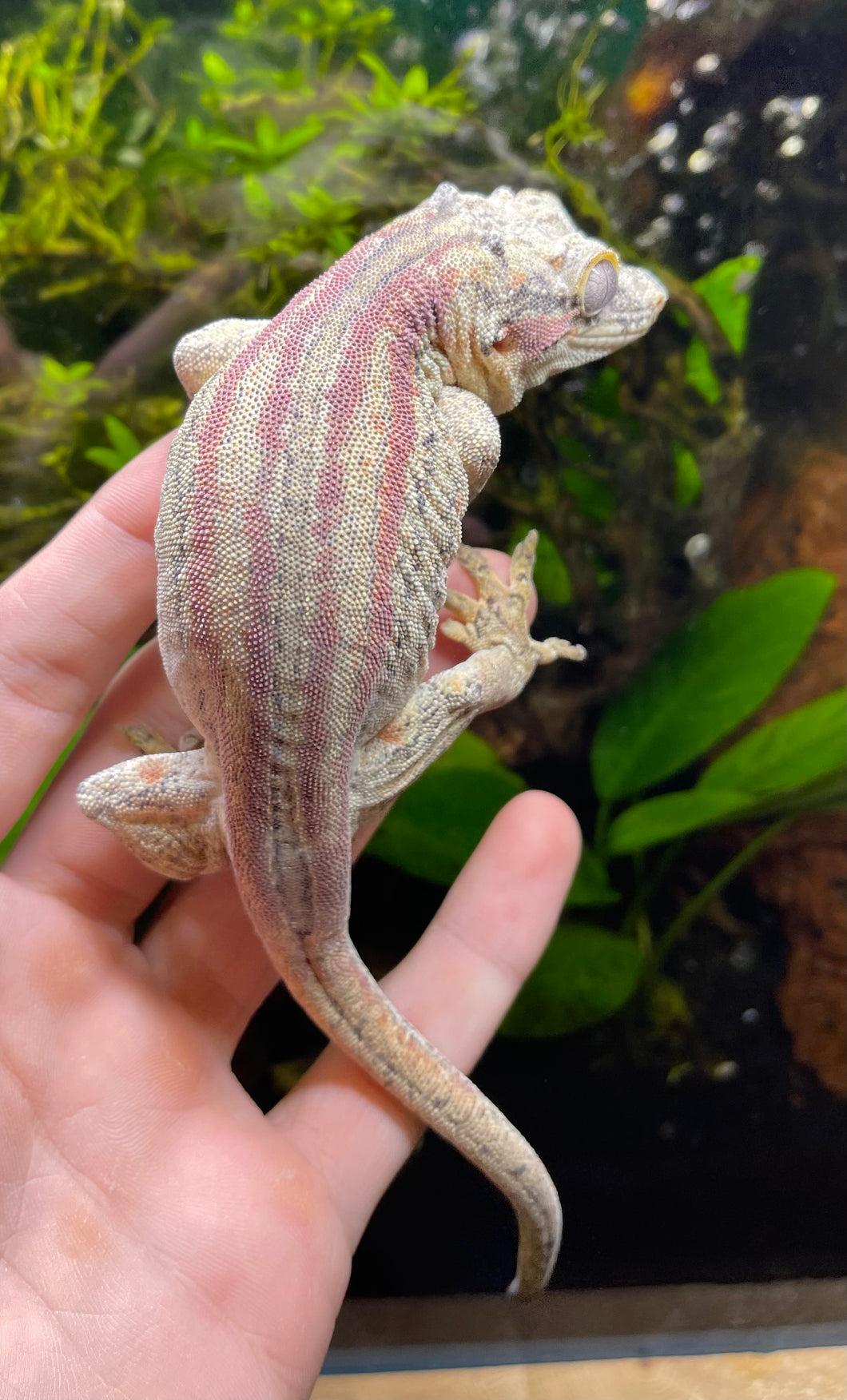 Adult Red Stripe Gargoyle Gecko (Male)