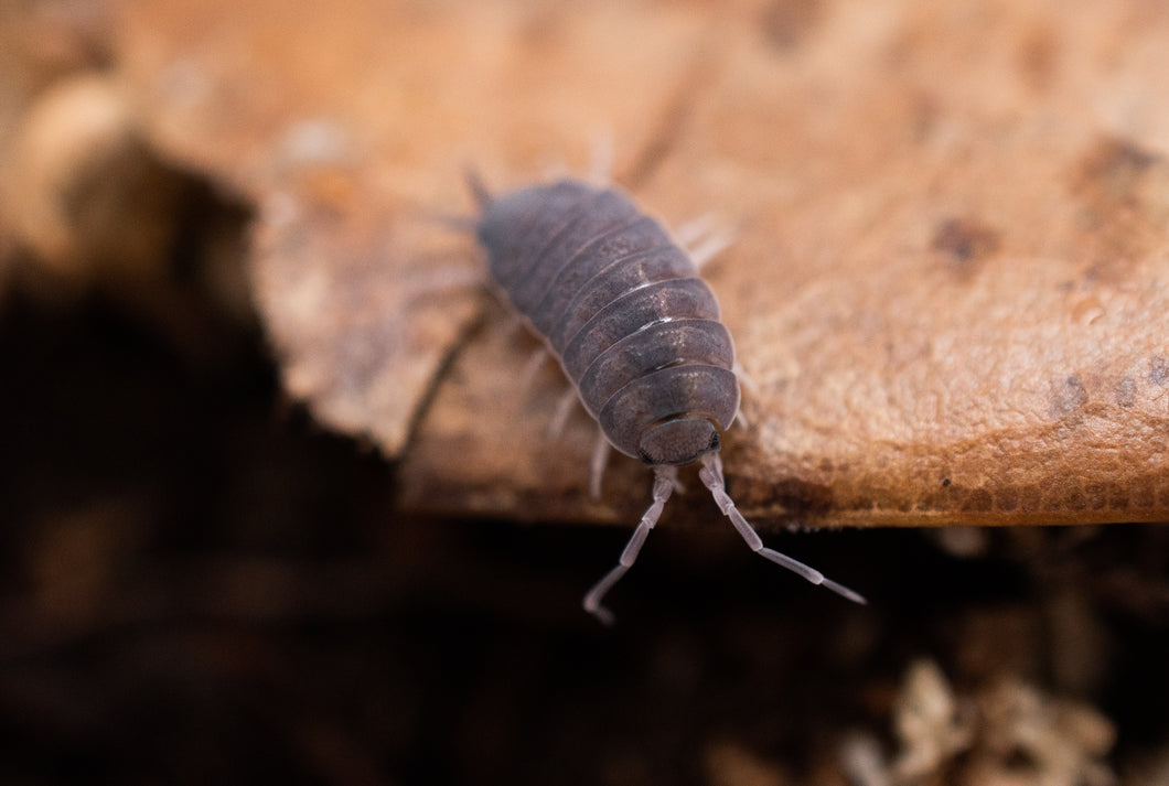 Powder Blue Isopod