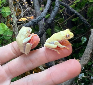 Albino Red Eyed Tree Frog