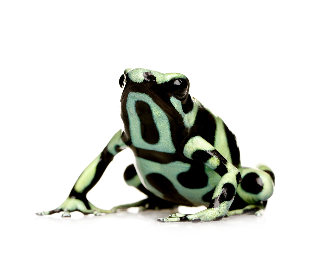 Green and White Dart Frog