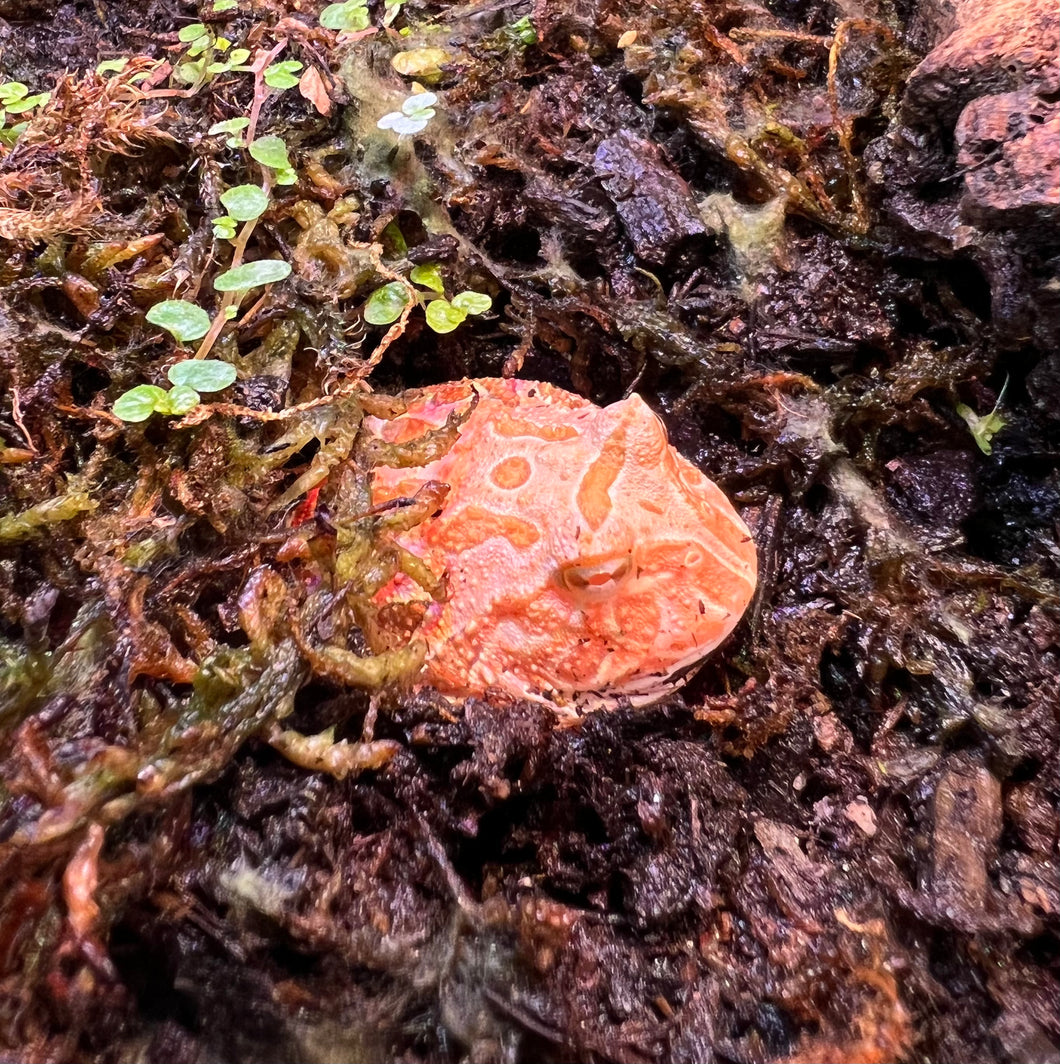 Raspberry Pacman Frog