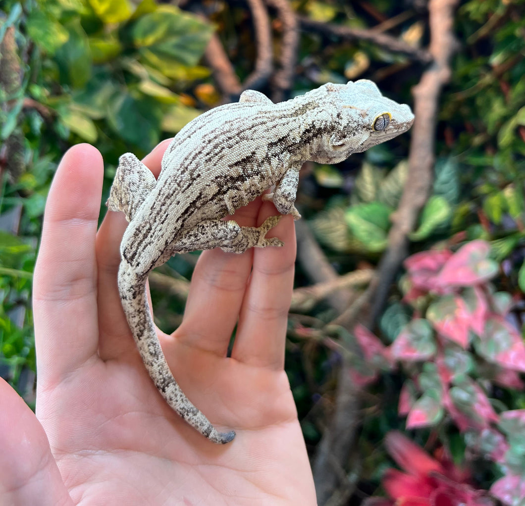 Adult Black and White Gargoyle Gecko (Male)
