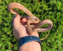 Load image into Gallery viewer, Sub-Adult ‘High-Orange’ Baird&#39;s Ratsnake (Male)