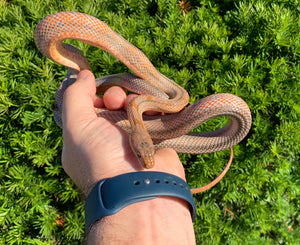 Sub-Adult ‘High-Orange’ Baird's Ratsnake (Male)