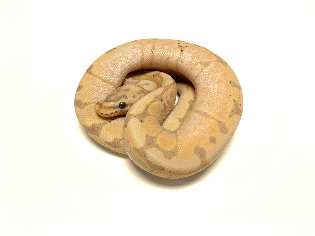 Banana Enchi Spider Ball Python (Male)
