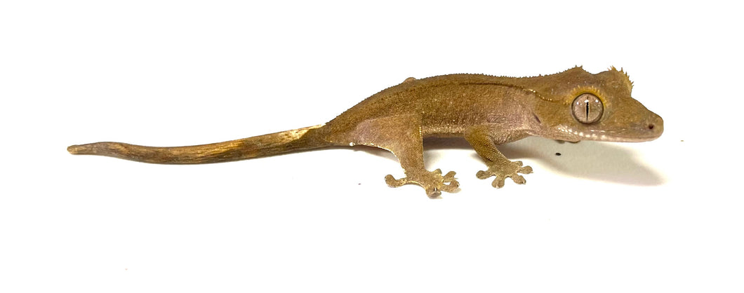 Baby Patternless Crested Gecko