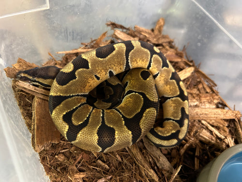 Baby Enchi Ball Python