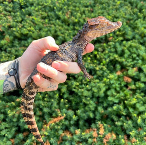 Baby Cuvier's Dwarf Caiman