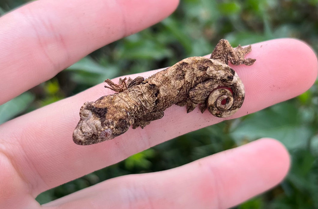 Baby Pine Island Chahoua Gecko (2)