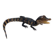 Load image into Gallery viewer, Baby Cuvier&#39;s Dwarf Caiman
