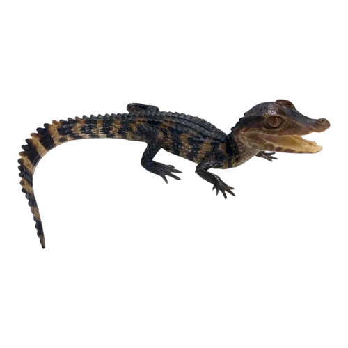 Baby Cuvier's Dwarf Caiman