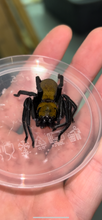 Load image into Gallery viewer, Black and Gold Huntsman spider
