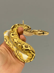 Disco Inferno Ball Python