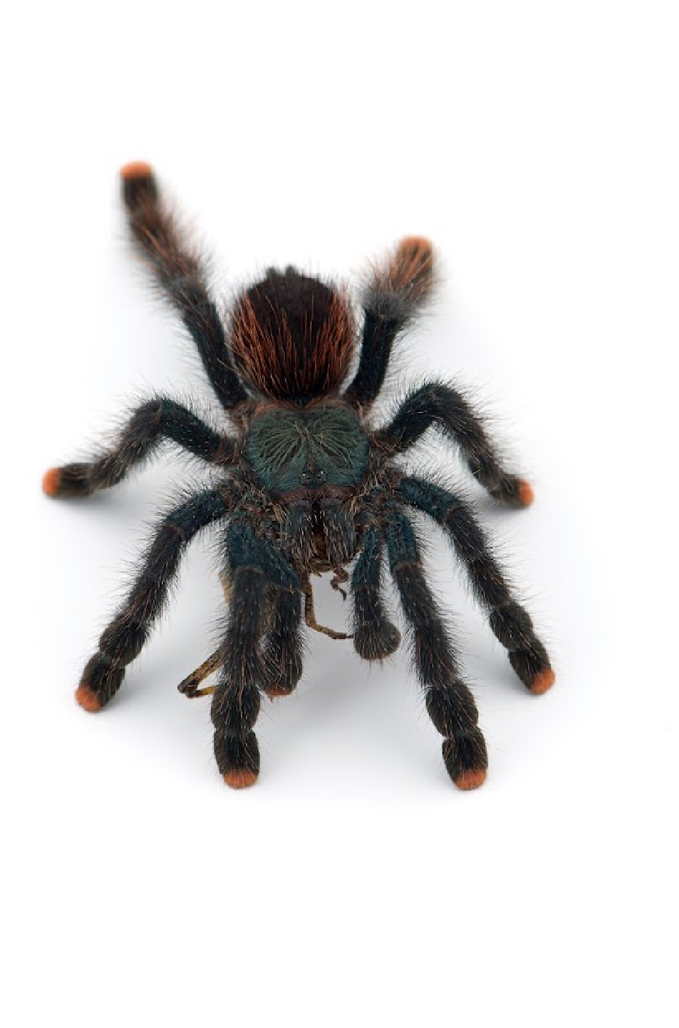 Antilles Pink Toe Tarantula