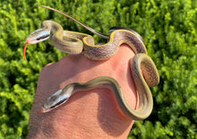 Load image into Gallery viewer, Baby Cave-Dwelling Ratsnake