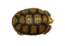 Load image into Gallery viewer, 5”-6” Yellow Foot Tortoise