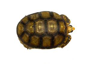 5”-6” Yellow Foot Tortoise