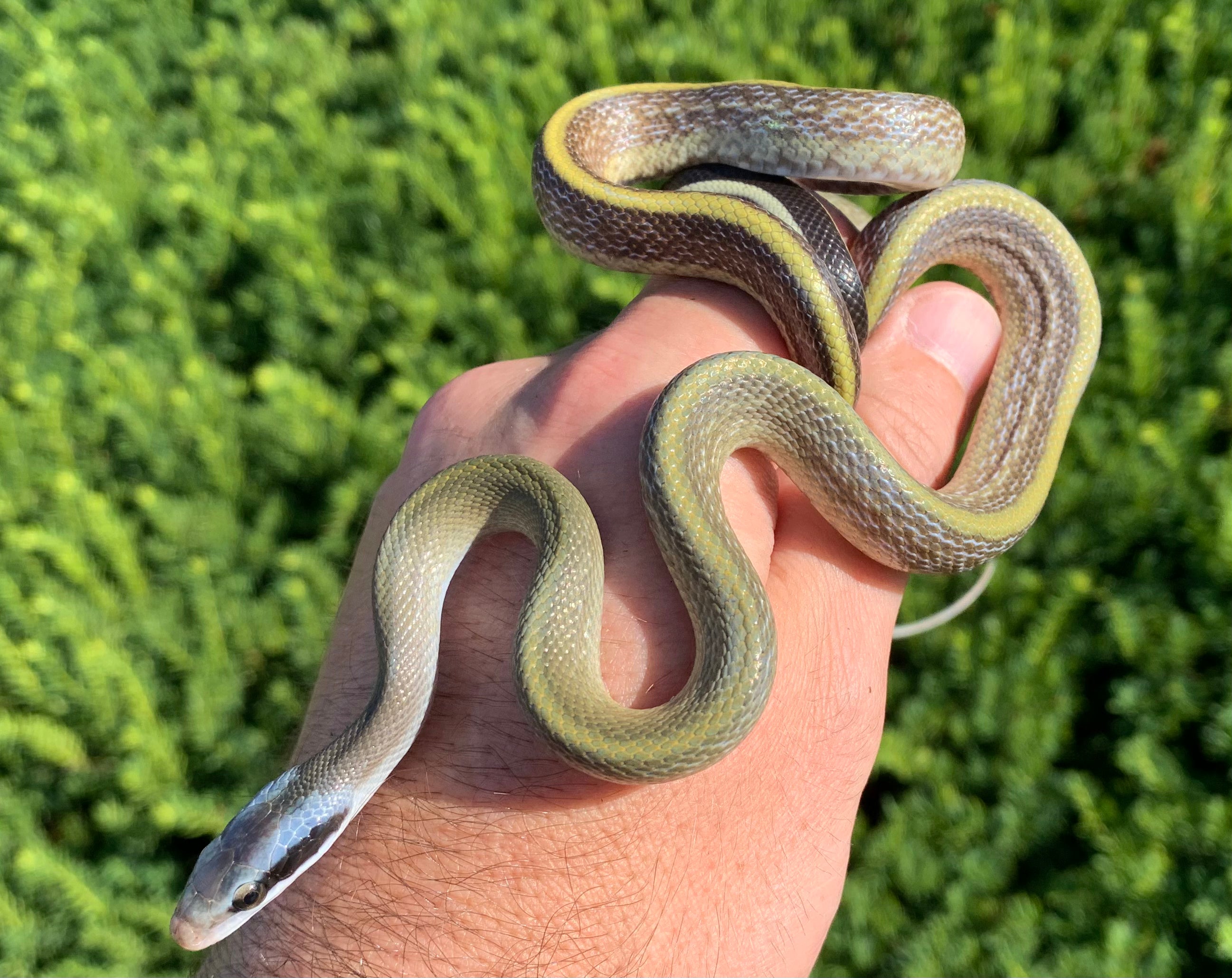Baby Cave-Dwelling Ratsnake – Scales and Tails of Ohio