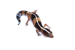 Juvenile Striped African Fat Tail Gecko