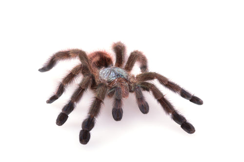 Pink Toe Tarantula