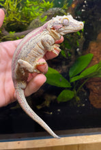 Load image into Gallery viewer, Adult Red Stripe Gargoyle Gecko (Male)