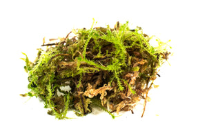 Sphagnum Moss - Green
