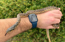 Load image into Gallery viewer, Sub-Adult Blotched Ratsnake (Nikolaev Locale)
