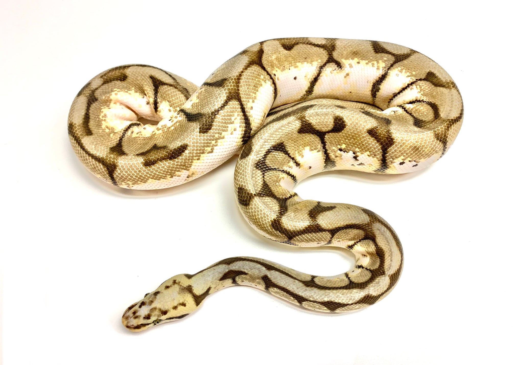 Bumblebee Ball Python Scale Pattern Sub-Adult Bumblebee Ball Python (Female) – Scales and Tails of Ohio