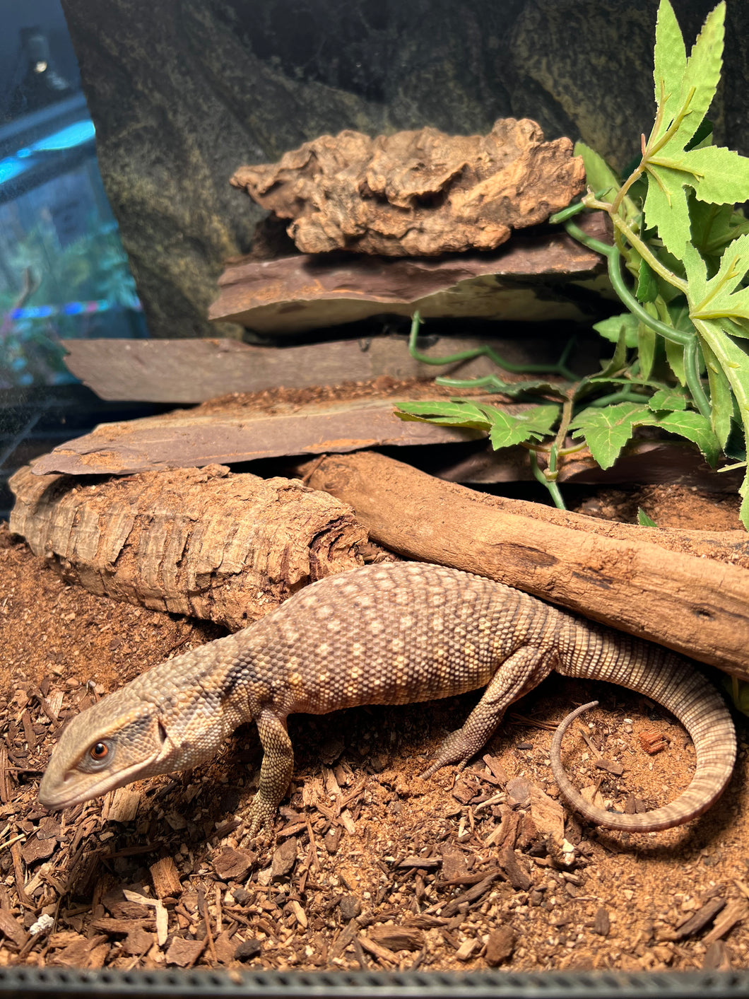 Small Savannah Monitor