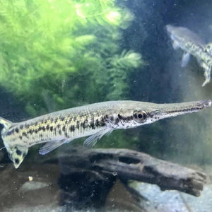 Alligator Gar