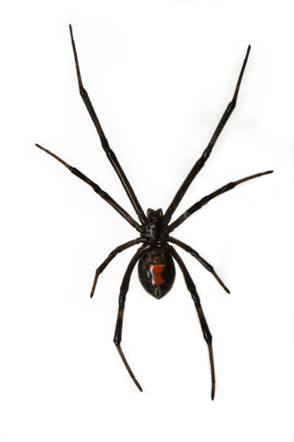 Southern Black Widow Spider
