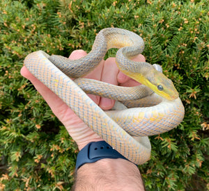 Adult ‘Silver Phase’ Red Tailed Green Ratsnake (Male 1)