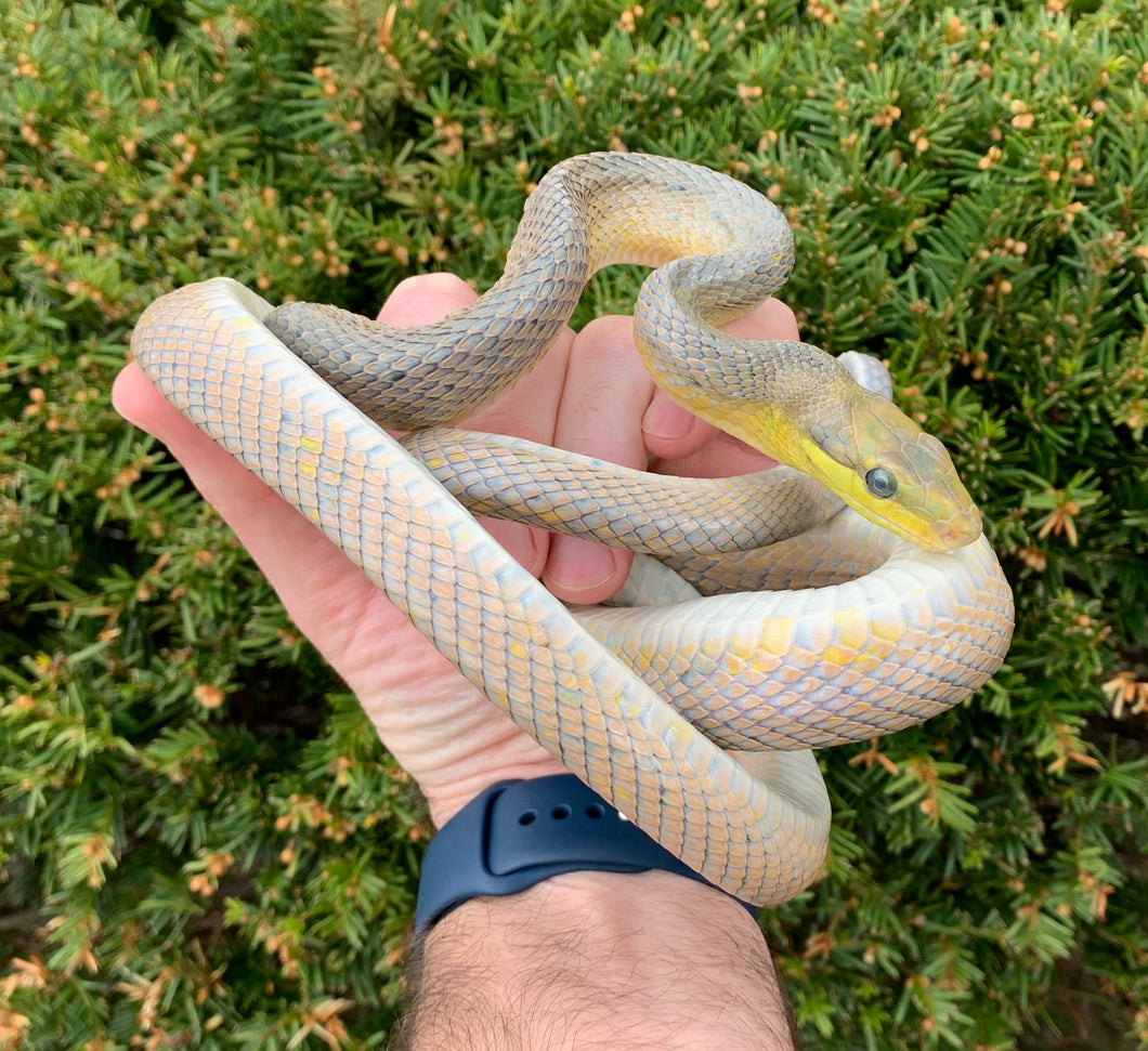 Adult ‘Silver Phase’ Red Tailed Green Ratsnake (Male 1)