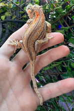 Load image into Gallery viewer, Sub-Adult Orange Stripe Gargoyle Gecko (Male)