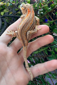 Sub-Adult Orange Stripe Gargoyle Gecko (Male)