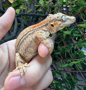 Sub-Adult Orange Stripe Gargoyle Gecko (Male)