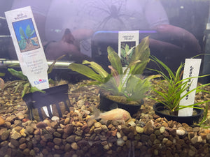 Potted Plant Assorted - Aquatic