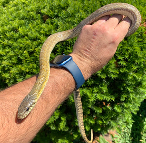 Adult Korean Ratsnake (Pair)