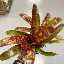 Load image into Gallery viewer, Aztec Fire Bromeliad