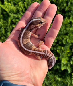 Adult African Fat-Tail Gecko
