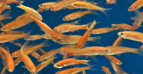 Rosy Red Minnow - In Store Only