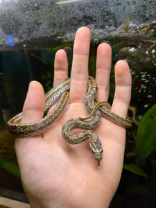 Adult Twin-Spotted Ratsnake (Male)