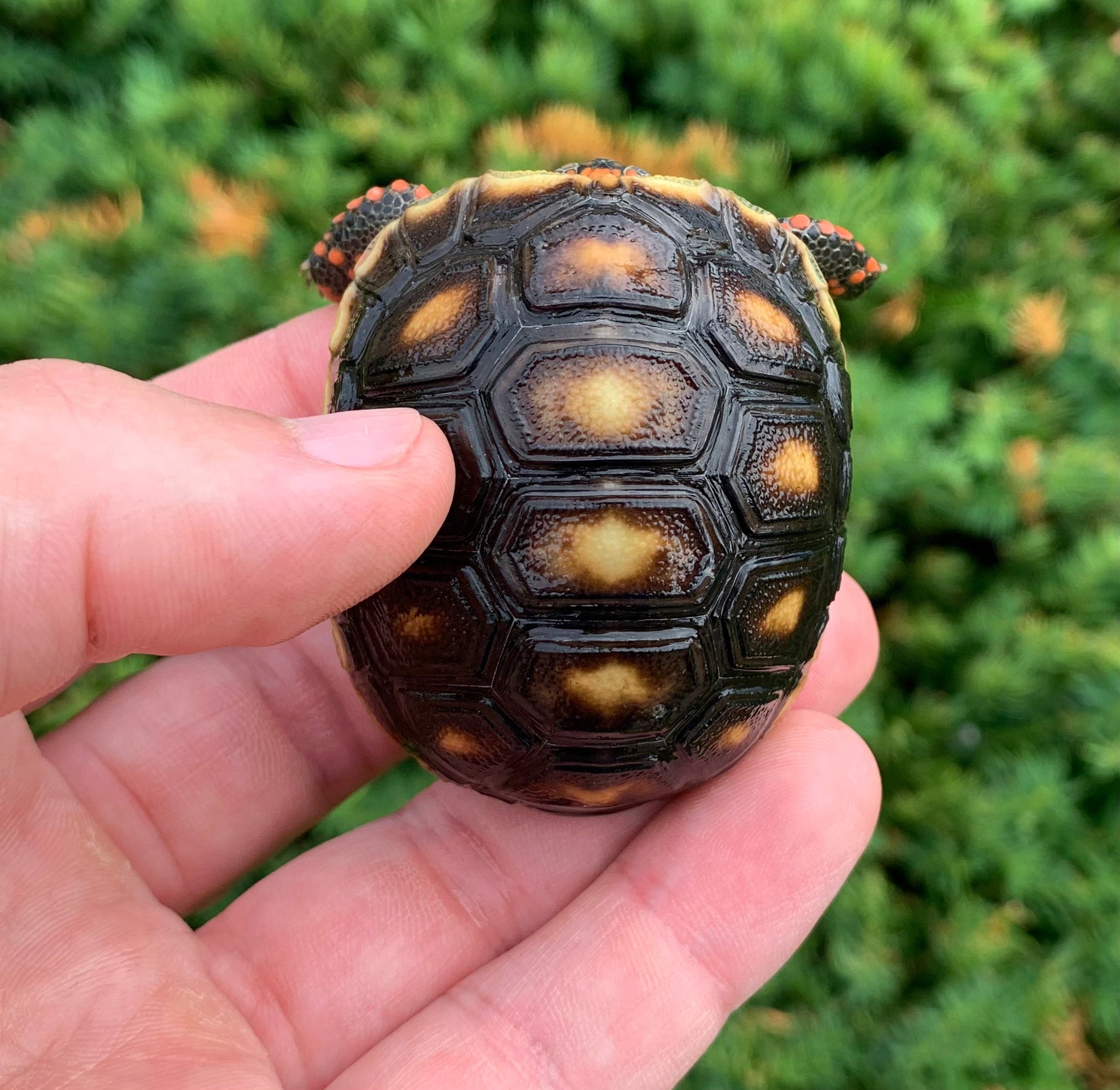 Baby Red Foot Tortoise Scales and Tails of Ohio