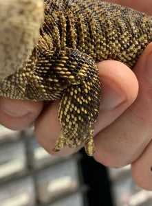 Adult Yellow Ackie Monitor (Imperfect Male)