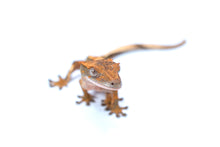 Load image into Gallery viewer, Baby Crested Gecko